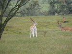 FZ019565 Fallow deer (Dama dama).jpg